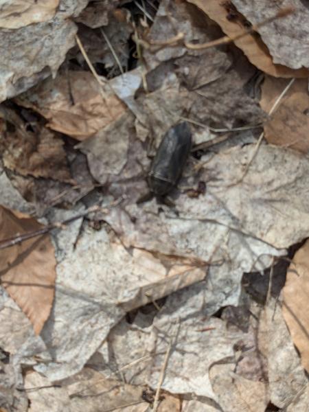 Large bug in the woods.