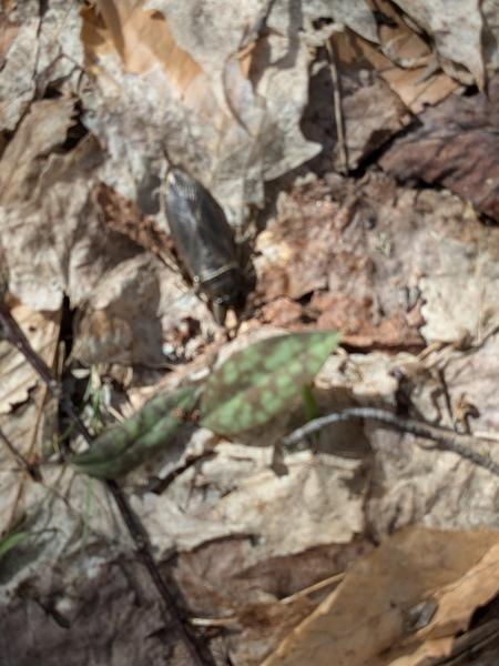 Large bug in the woods.