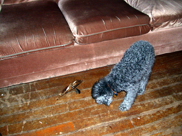 Finnegan playing with a piece of bark.