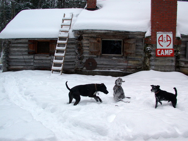 Dog, Finnegan, and Scozi playing in the snow.