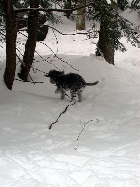 Finnegan playing in the snow.