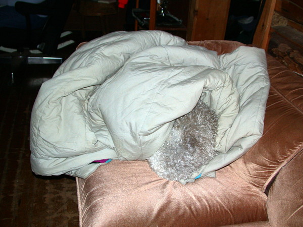 Zuzu buried in a sleeping bag on the couch.