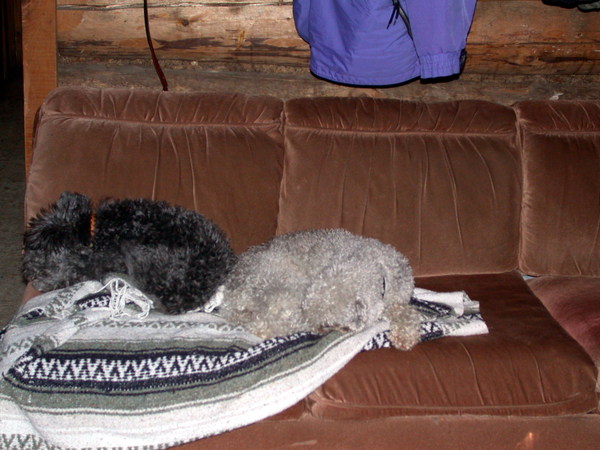 Finnegan and Zuzu Sleeping on the couch.